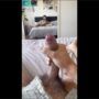 Showing off my cock and jerking it badboyisaiahh